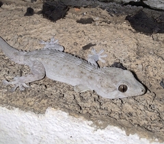 Tarentola delalandii
