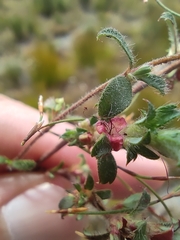 Cliffortia tricuspidata