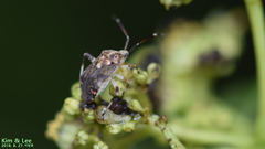 Eurystylus coelestialium