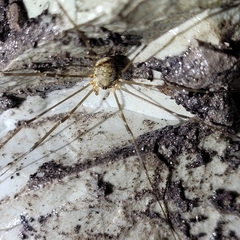 Amilenus aurantiacus