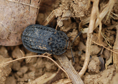 Thanatophilus rugosus