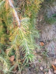 Larix decidua