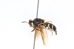 Stratiomys badia