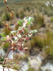 Cliffortia tricuspidata