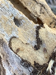 Reticulitermes flavipes