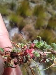 Cliffortia tricuspidata