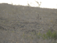 Charadrius morinellus