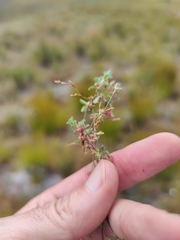 Cliffortia tricuspidata