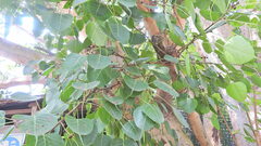 Ficus religiosa