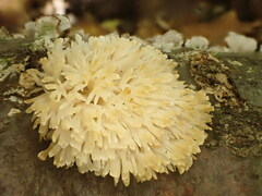 Lentaria byssiseda
