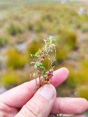 Cliffortia tricuspidata