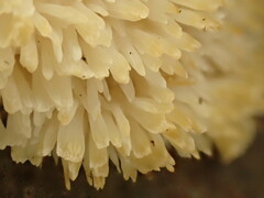 Lentaria byssiseda