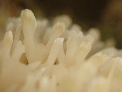 Lentaria byssiseda