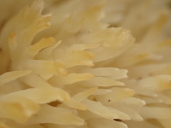 Lentaria byssiseda