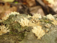 Lentaria byssiseda
