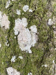 Cryptothecia striata