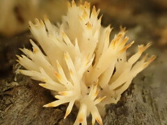 Lentaria byssiseda