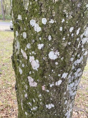 Cryptothecia striata