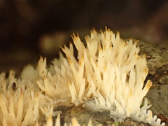 Lentaria byssiseda