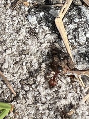 Pheidole obscurithorax