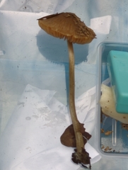 Entoloma conferendum
