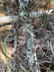 Parmotrema perforatum