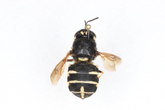 Stratiomys badia