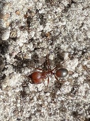 Pheidole obscurithorax