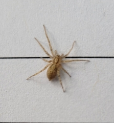 Anyphaena