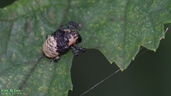 Sternuchopsis trifida