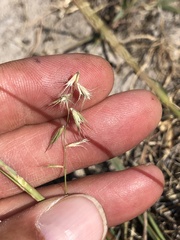 Bouteloua rigidiseta