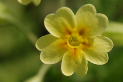 Primula elatior