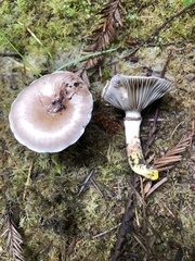 Gomphidius oregonensis