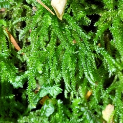 Eurhynchium angustirete