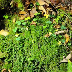 Eurhynchium angustirete