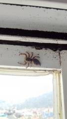 Paraphidippus
