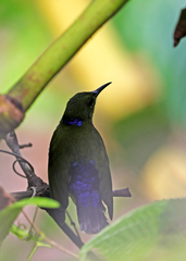 Kurochkinegramma hypogrammicum