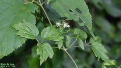 Clematis apiifolia