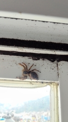 Paraphidippus