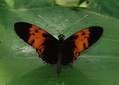 Heliconius numata