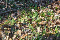 Allium ursinum
