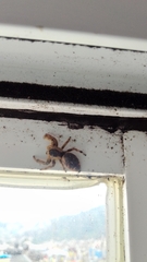 Paraphidippus