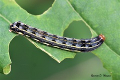 Spodoptera albula