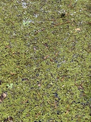 Salvinia minima