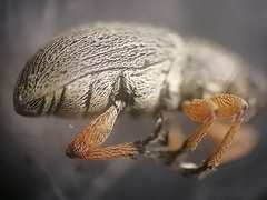 Rhopalapion longirostre