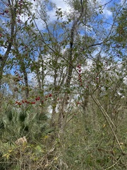 Ilex