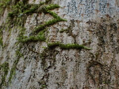 Homalothecium nuttallii