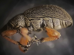 Rhopalapion longirostre