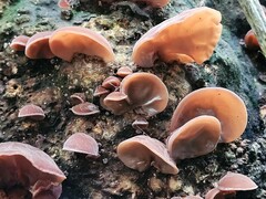 Auricularia auricula-judae