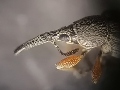 Rhopalapion longirostre